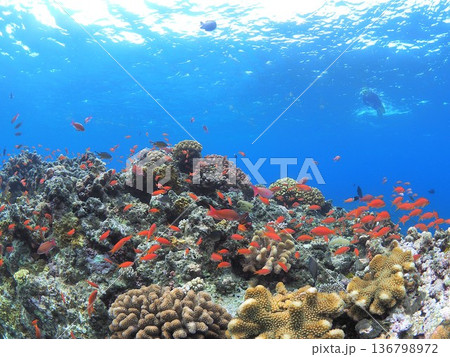 沖縄の海でシュノーケル、ダイビング 136798972