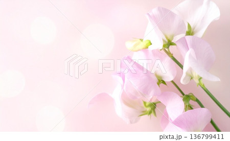 淡いピンクのスイートピーのやさしい背景素材 136799411