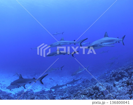 タヒチの透明な青い海を泳ぐグレーリーフシャークの群れ　迫力の水中風景 136800041