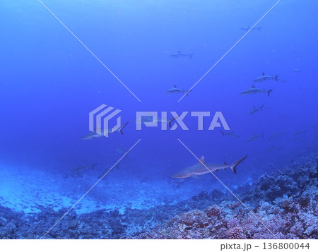 タヒチの透明な青い海を泳ぐグレーリーフシャークの群れ　迫力の水中風景 136800044