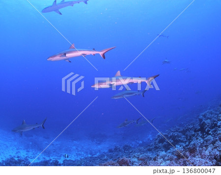 タヒチの透明な青い海を泳ぐグレーリーフシャークの群れ 迫力の水中風景 タヒチの透明な青い海を泳ぐグレーリーフシャークの群れ 迫力の水中風景 136800047