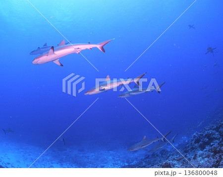 タヒチの透明な青い海を泳ぐグレーリーフシャークの群れ　迫力の水中風景 136800048
