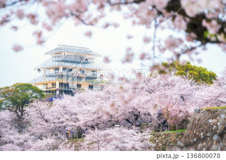 Fukuoka Castle ruins Illumination with pink sakura blossom 136800078