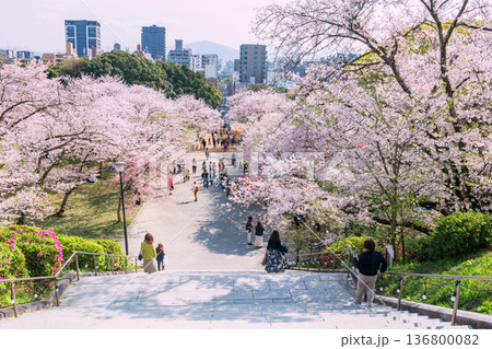 people at hilltop view cherry blossom tunnel, Nishi park, Fukuoka people at hilltop view cherry blossom tunnel, Nishi park, Fukuoka 136800082