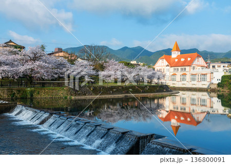 Siebold no Yu and sakura cherry tree blossom by river, Ureshino Siebold no Yu and sakura cherry tree blossom by river, Ureshino 136800091