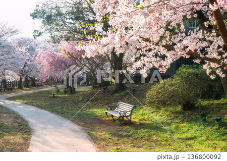 chair by footpath with cherry blossom in Ureshino onsen, Saga 136800092