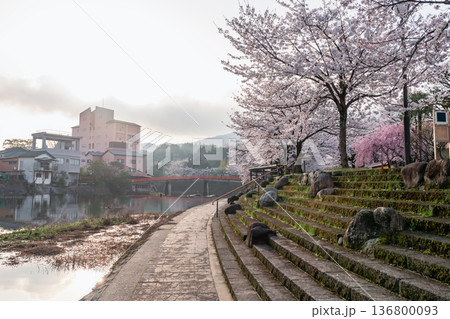 Ureshino Onsen Park with colorful cherry blossom in spring Ureshino Onsen Park with colorful cherry blossom in spring 136800093