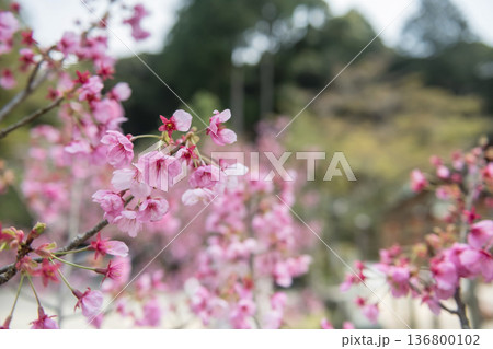 pink sakura cherry blossom at Homangu Kamado shrine, Dazaifu pink sakura cherry blossom at Homangu Kamado shrine, Dazaifu 136800102