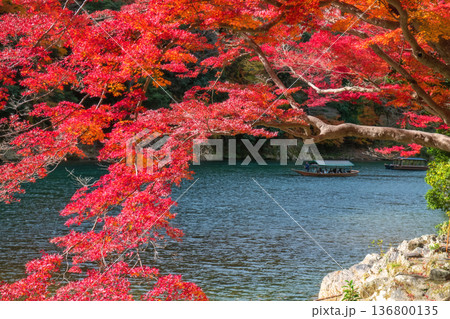 Red maple leaf by Katsura river with tourist boats, Arashiyama Red maple leaf by Katsura river with tourist boats, Arashiyama 136800135