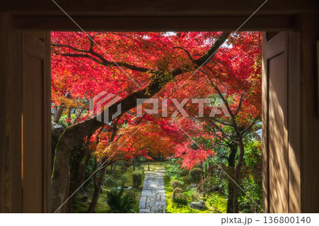 path along red maple leaf tunnel of Ryoan-ji temple in autumn, Kyoto 136800140