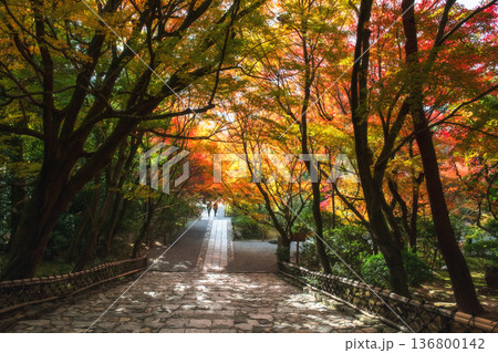 Colorful autumn maple leaf tree tunnel at Ryoan-ji temple, Kyoto Colorful autumn maple leaf tree tunnel at Ryoan-ji temple, Kyoto 136800142