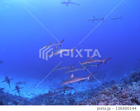 タヒチの透明な青い海を泳ぐグレーリーフシャークの群れ 迫力の水中風景 タヒチの透明な青い海を泳ぐグレーリーフシャークの群れ 迫力の水中風景 136800144