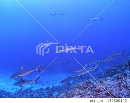 タヒチの透明な青い海を泳ぐグレーリーフシャークの群れ　迫力の水中風景 136800146