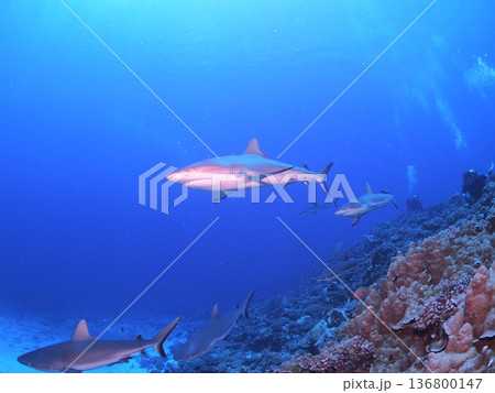 タヒチの透明な青い海を泳ぐグレーリーフシャークの群れ　迫力の水中風景 136800147