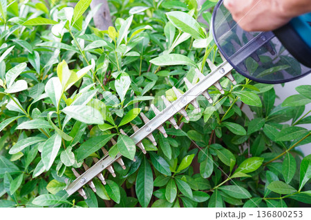Gardener trimming bush by electric hedge clippers in garden. Hobby at home. 136800253