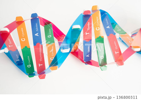 DNA molecule spiral structure model isolated on white background, chromosome and gene chemical science biology. 136800311