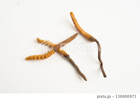 Cordyceps sinensis or Ophiocordyceps sinensis isolated on white background, mushroom herb treatment medicine. 136800971