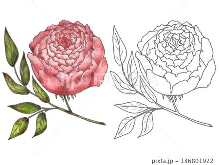 Coloring page of a peony with leaves.  136801922