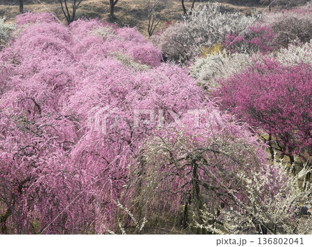 三重・いなべ市農業公園 満開の梅林が斜面に広がる春風景 三重・いなべ市農業公園 満開の梅林が斜面に広がる春風景 136802041