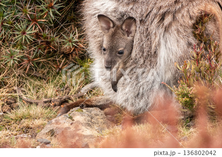 Close up portrait of a baby wallaby in its mother's pouch in Tasmania, Australia Close up portrait of a baby wallaby in its mother's pouch in Tasmania, Australia 136802042