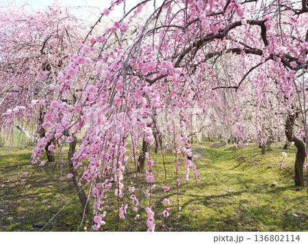 満開のしだれ梅|春のイメージ素材 満開のしだれ梅|春のイメージ素材 136802114