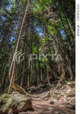 Climbing a rocky slope with trees Climbing a rocky slope with trees 136802322