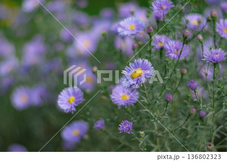 Lilac Chrysanthemums In The Garden Lilac Chrysanthemums In The Garden 136802323