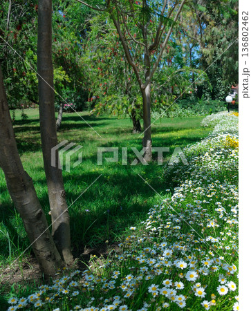 Sunny Spring Garden with Blooming White Daisies and Lush Trees 136802462