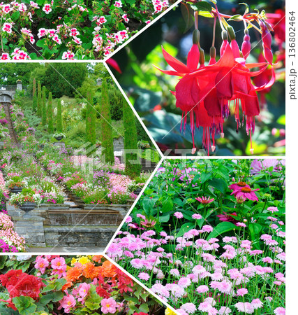 Colorful Flower Mosaic with Fuchsia, Begonias, and Botanical Park 136802464