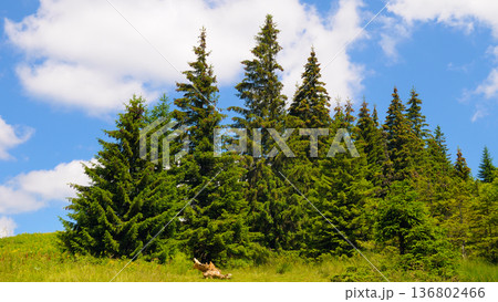 Majestic Mountain Peak with Evergreens Under a Blue Sky 136802466