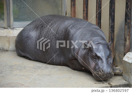 コビトカバ Choeropsis liberiensis 136802597