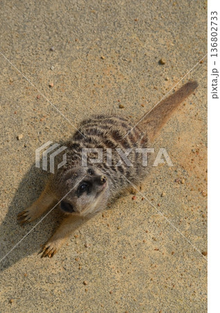 ミーアキャット Suricata suricatta 136802733