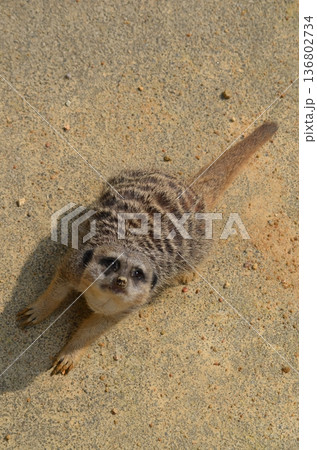 ミーアキャット Suricata suricatta 136802734