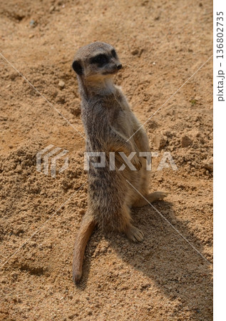 ミーアキャット Suricata suricatta ミーアキャット Suricata suricatta 136802735