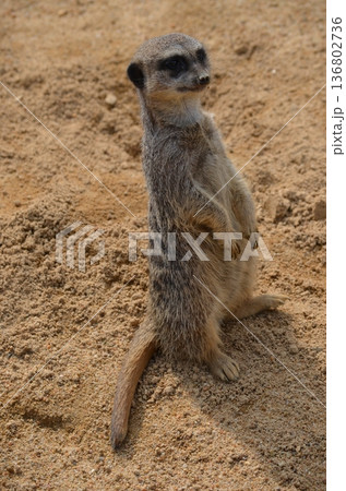 ミーアキャット Suricata suricatta 136802736