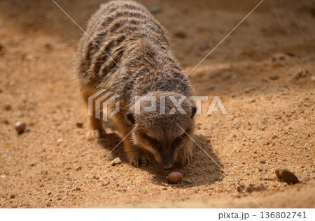ミーアキャット Suricata suricatta 136802741