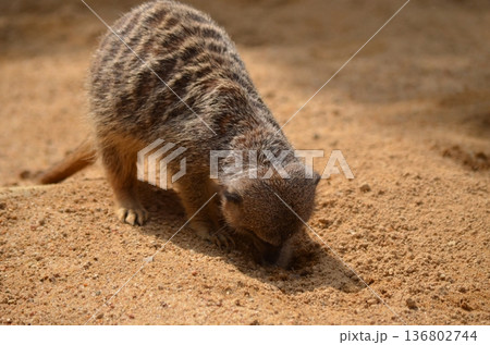 ミーアキャット Suricata suricatta ミーアキャット Suricata suricatta 136802744