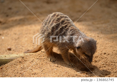 ミーアキャット Suricata suricatta 136802745