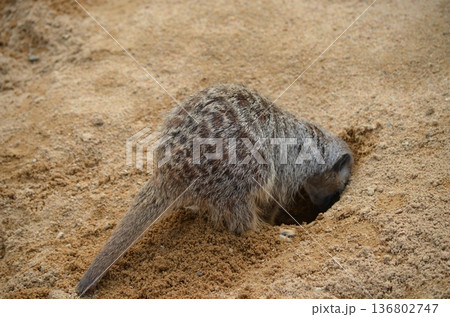 ミーアキャット Suricata suricatta ミーアキャット Suricata suricatta 136802747