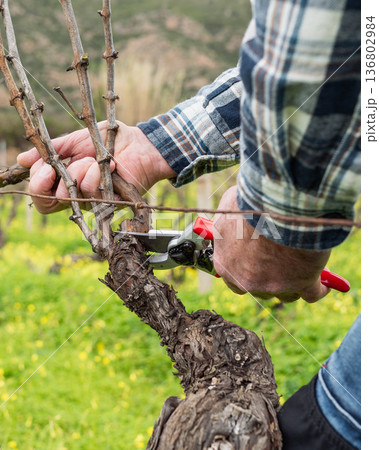 Farmer pruning the vine in winter. Agriculture. Farmer pruning the vine in winter. Agriculture. 136802984