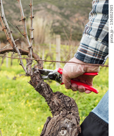 Farmer pruning the vine in winter. Agriculture. 136802985