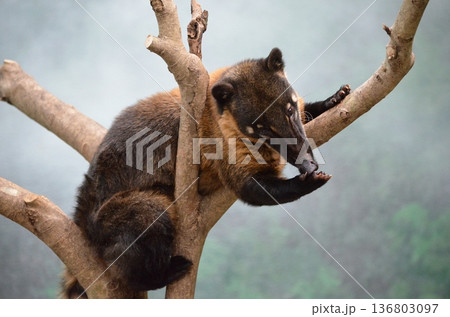 アカハナグマ Nasua nasua 136803097