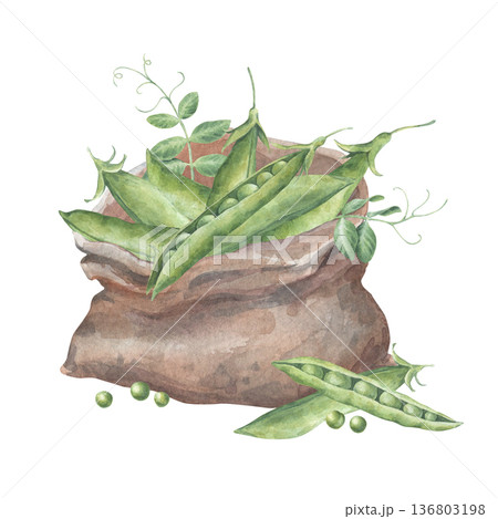Small bag of green pea pods, leaves, sprouts and seeds. Watercolor illustration hand drawn and isolated on a white background. Perfect for design postcards, packing, posters, other polygraph, textile 136803198