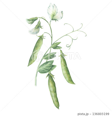 Composition of twigs, leaves, flowers and green pea pods. Watercolor illustration hand drawn and isolated on a white background. Ideal for design postcards, packing, posters, other polygraph, textile 136803199
