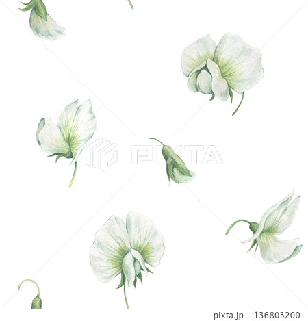 Vintage seamless pattern with delicate flowers of green peas. Hand-drawn watercolor illustration isolated on white background. Perfect for design greeting card, packaging, wrapping paper, textile 136803200