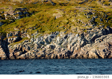 the coast of the Barents Sea at sunny weather, the rocky shore with colourful arctic carpet of moss, yagel, Tundra at autumn the coast of the Barents Sea at sunny weather, the rocky shore with colourful arctic carpet of moss, yagel, Tundra at autumn 136803303