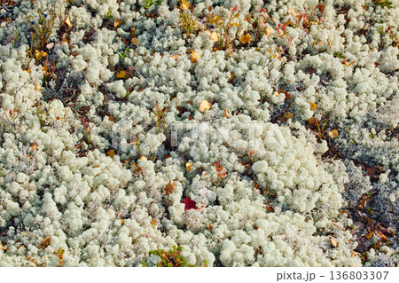 colourful arctic carpet of moss, yagel, blueberry and birch twigs among the stones, sunset, Tundra at autumn, tundra near the town of Teriberka in Russia, Murmansk region colourful arctic carpet of moss, yagel, blueberry and birch twigs among the stones, sunset, Tundra at autumn, tundra near the town of Teriberka in Russia, Murmansk region 136803307