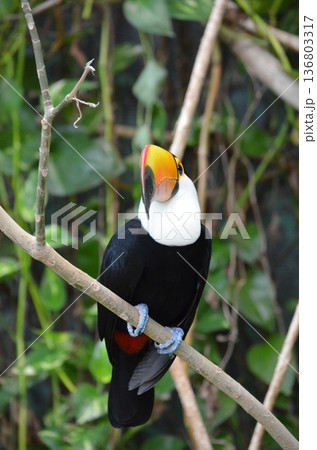オニオオハシ Ramphastos toco オニオオハシ Ramphastos toco 136803317