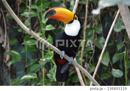 オニオオハシ Ramphastos toco オニオオハシ Ramphastos toco 136803319