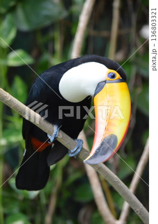 オニオオハシ Ramphastos toco オニオオハシ Ramphastos toco 136803321
